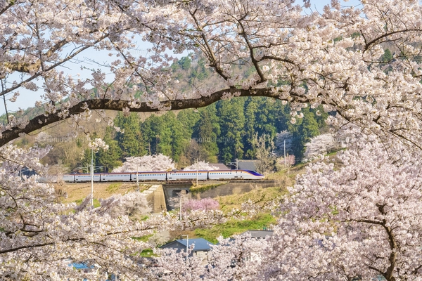 あけぼの山農業公園に咲く八重桜（バラ科サクラ亜科の落葉広葉樹）の花