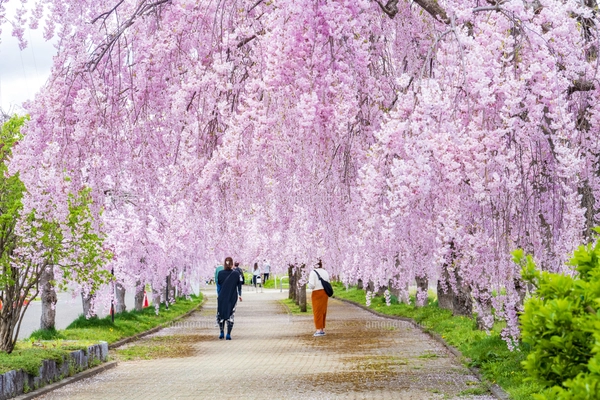 満開の山桜の写真素材 [FYI00324072] | ストックフォトの Qlean Market