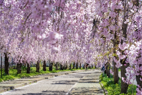 油絵 絵画 【シロツメクサの花畑】 油絵 絵画 シロツメクサの花畑 絵画 HR 通販 14532443｜Creema(クリーマ)