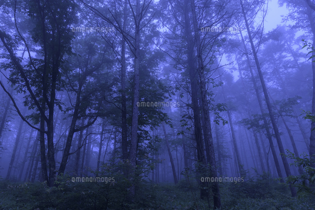 雨の山林の写真素材 [FYI08360624] | ストックフォトの Qlean Market