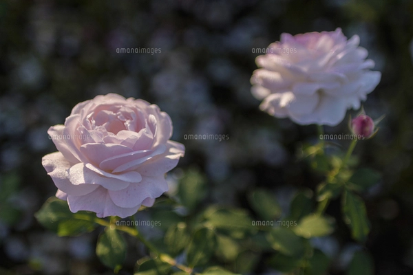 バラ科サクラ属サクラ亜属　桜　落葉広葉樹 サクラ（バラ科サクラ亜科サクラ属の落葉広葉樹）の花と枝とつぼみと空