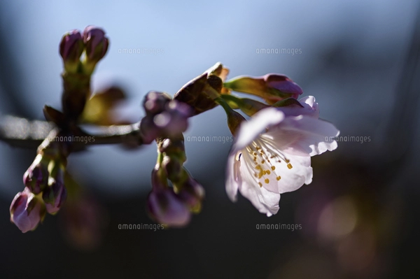 サクラ（バラ科サクラ亜科サクラ属の落葉広葉樹）の花と枝とつぼみと空
