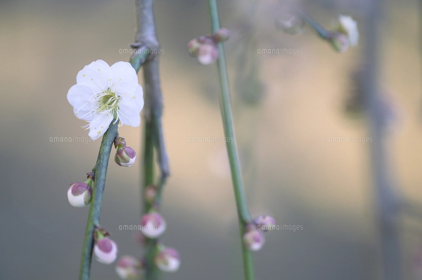 サクラ（バラ科サクラ亜科サクラ属の落葉広葉樹）の花と枝とつぼみと空