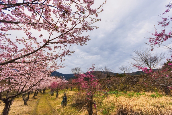 バラ科サクラ属サクラ亜属　桜　落葉広葉樹 バラ科サクラ属サクラ亜属 桜 落葉広葉樹 バラ科サクラ属サクラ亜属 桜