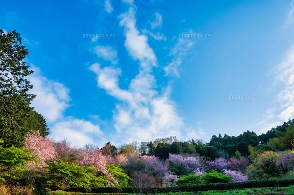 サクラ（バラ科サクラ亜科サクラ属の落葉広葉樹）の花と枝と幹と空の