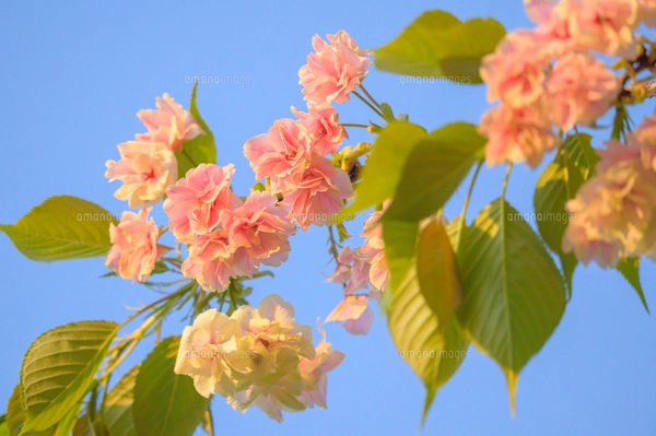 サクラ（バラ科サクラ亜科サクラ属の落葉広葉樹）の花と枝と幹と空の