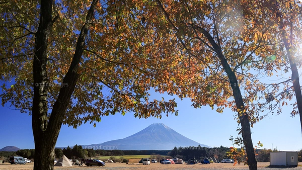 晩秋の富士山麓朝霧高原のキャンプ場から 紅葉と富士山の絶景 の写真