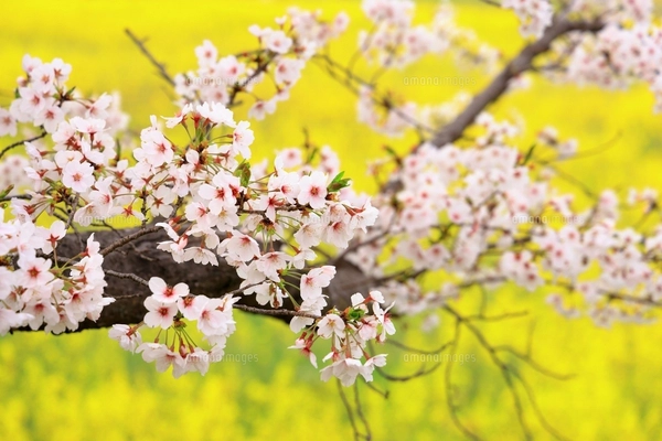 あけぼの山農業公園に咲く八重桜（バラ科サクラ亜科の落葉広葉樹）の花