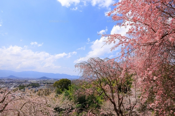 桜吹雪の写真素材 [FYI01444495] | ストックフォトの Qlean Market