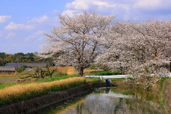 春の河口湖、満開の桜と富士山（桜吹雪のイメージ）の写真素材