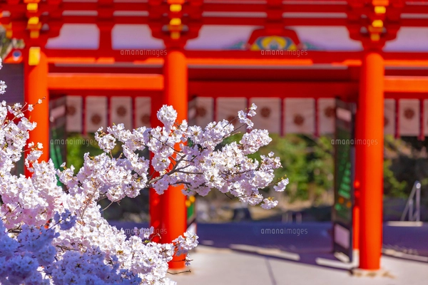 柊(ヒイラギ)の写真素材 [FYI04660777] | ストックフォトの Qlean