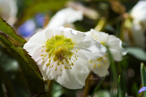 サクラ（バラ科サクラ亜科サクラ属の落葉広葉樹）の花と枝とつぼみと空