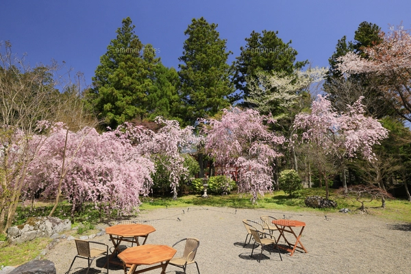 エノコログサ水彩画のイラスト素材 [FYI04415692] | ストックフォトの